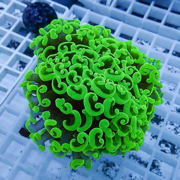 【サンゴ現物25】ナガレハナサンゴ !15時までのご注文で当日発送 【サンゴ】(t136