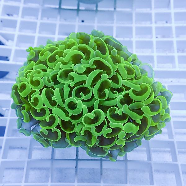 【サンゴ現物27】ナガレハナサンゴ!15時までのご注文で当日発送 【サンゴ】(t136