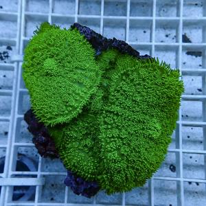 網目状の白いトレー上に置かれた、緑色のポリプが密に伸びる丸いサンゴ個体