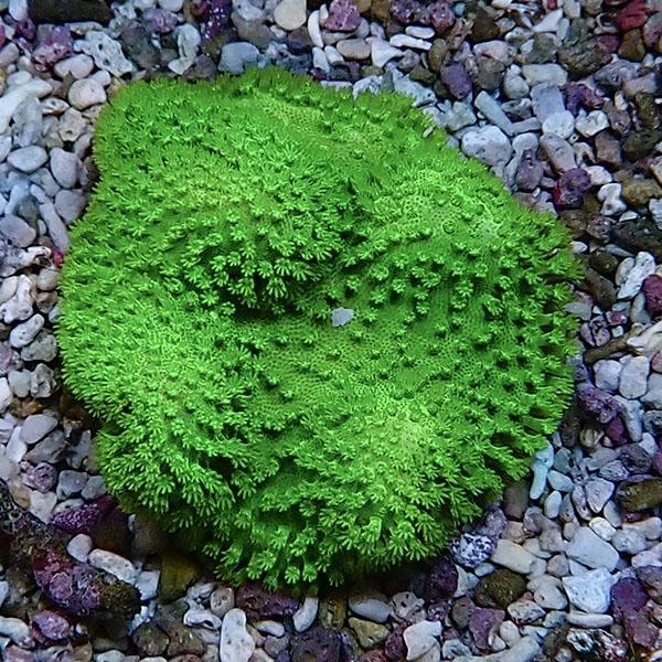 【サンゴ現物5】ウミキノコ メタリックグリーン 7-6cm!15時までのご注文で当日発送 【サンゴ】...