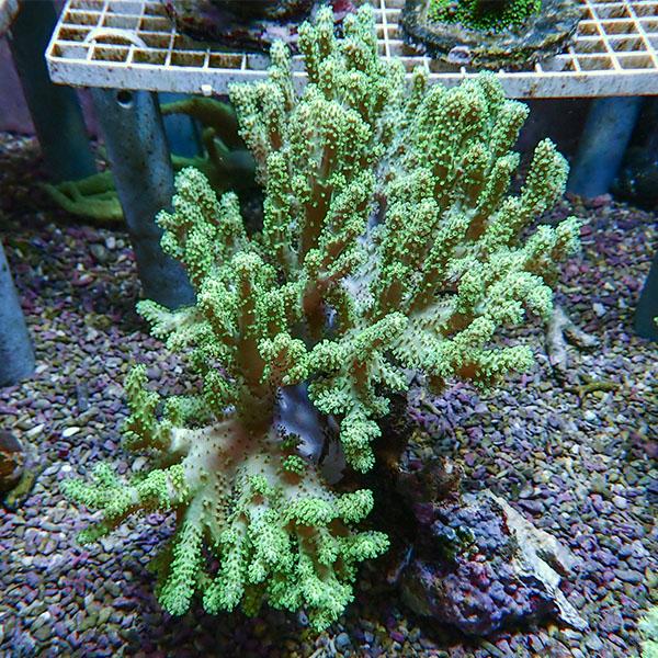 【サンゴ現物1】トサカ.sp 15-20cm 沖縄産!15時までのご注文で当日発送 【サンゴ】(t1...