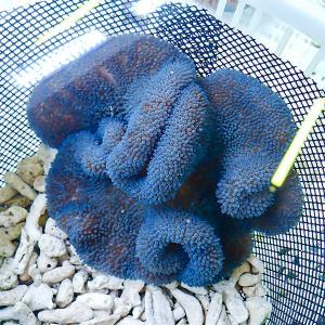 激安大特価 生体はアクアギフトにお任せ サンゴ 海水魚 現物 ハタゴイソギンチャク 生体 サンゴ 海水魚 11 13cm B 1214 セミパープル 観賞魚生体 Oyostate Gov Ng