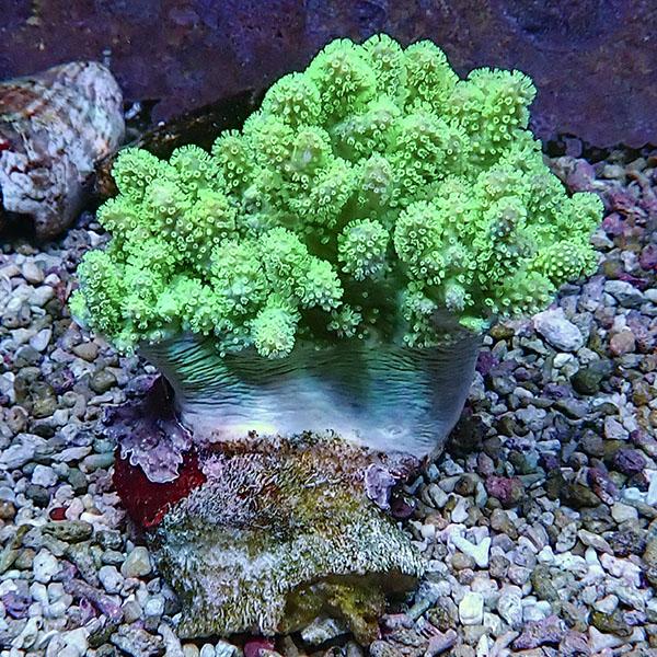 【サンゴ現物9】トサカ.sp 9-9cm沖縄産!15時までのご注文で当日発送 【サンゴ】(t145