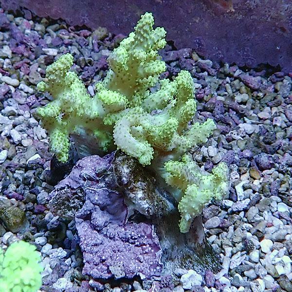 【サンゴ現物11】トサカ.sp 8-7cm沖縄産!15時までのご注文で当日発送 【サンゴ】(t145