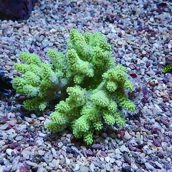 【サンゴ現物13】トサカ.sp 9-9cm沖縄産!15時までのご注文で当日発送 【サンゴ】(t145
