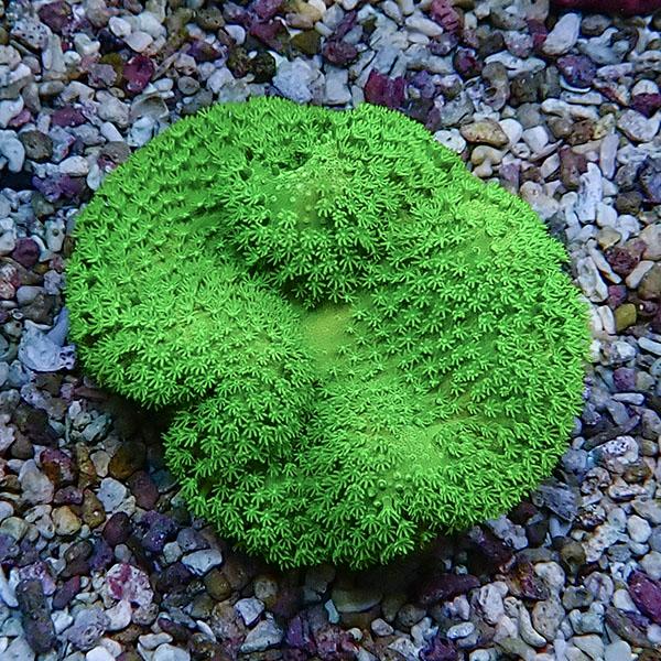 【サンゴ現物7】ウミキノコ メタリックグリーン 7-6cm!15時までのご注文で当日発送 【サンゴ】...