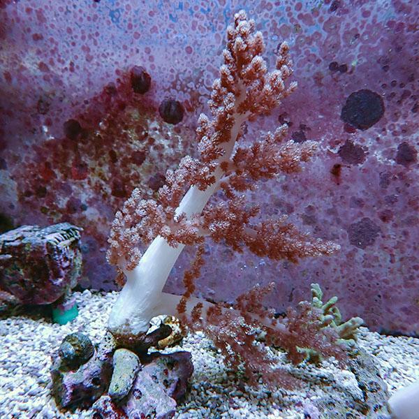 【サンゴ現物1】チヂミトサカ 12-22cm 沖縄産!15時までのご注文で当日発送 【サンゴ】(t1...