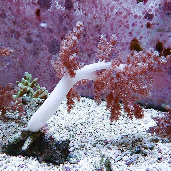 【サンゴ現物2】チヂミトサカ 11-16cm 沖縄産!15時までのご注文で当日発送 【サンゴ】(t1...