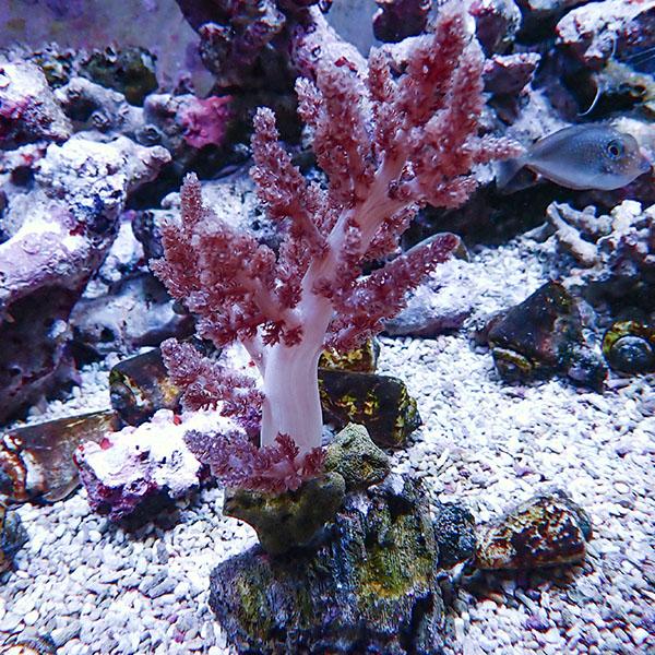 【サンゴ現物3】チヂミトサカ 7-16cm 沖縄産!15時までのご注文で当日発送 【サンゴ】(t14...