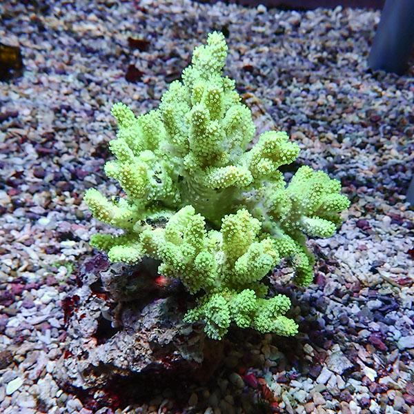【サンゴ現物18】トサカ.sp 10-13cm沖縄産!15時までのご注文で当日発送 【サンゴ】(t1...