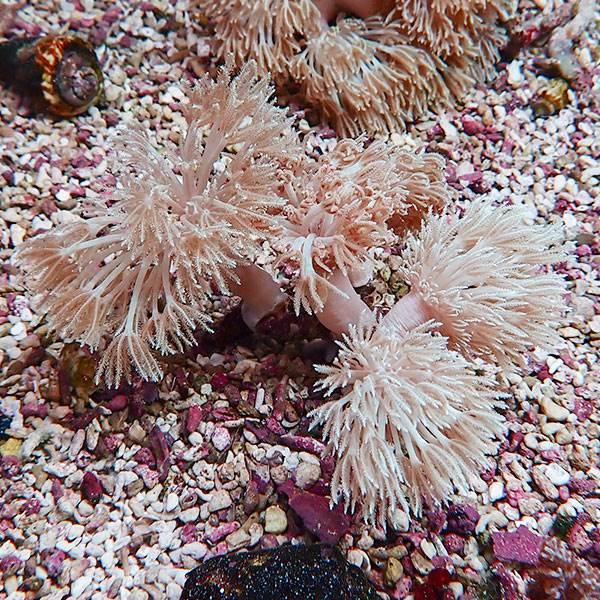 【サンゴ現物1】シロスジウミアザミ 10-8cm !15時までのご注文で当日発送 【サンゴ】(t14...