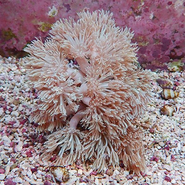 【サンゴ現物4】シロスジウミアザミ 10-12cm!15時までのご注文で当日発送 【サンゴ】(t14...