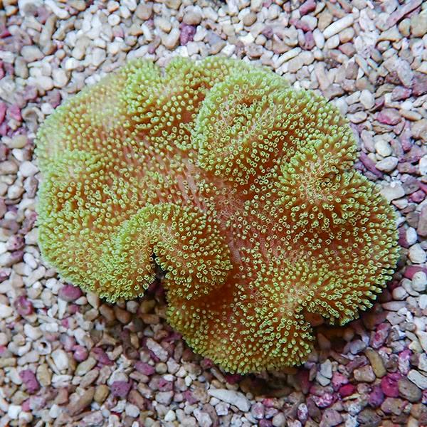 【サンゴ現物17】ウミキノコ 11-8cm!15時までのご注文で当日発送 【サンゴ】(t147