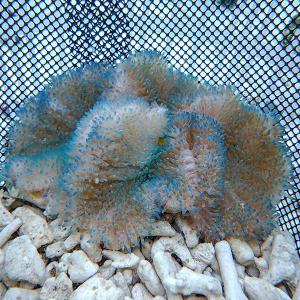 激安大特価 生体はアクアギフトにお任せ サンゴ 海水魚 現物 ハタゴイソギンチャク 生体 サンゴ 海水魚 11 13cm B 1214 セミパープル 観賞魚生体 Oyostate Gov Ng