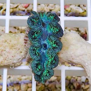 ヒレシャコガイの商品一覧 通販 Yahoo ショッピング