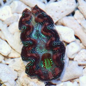 ヒレシャコガイの商品一覧 通販 Yahoo ショッピング