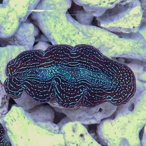 驚きの値段 サンゴ現物10 ブレインコーラル 15時までのご注文で当日発送 サンゴ B 1713 アクアギフト 通販 Yahoo ショッピング Kibriskiralikevler Com