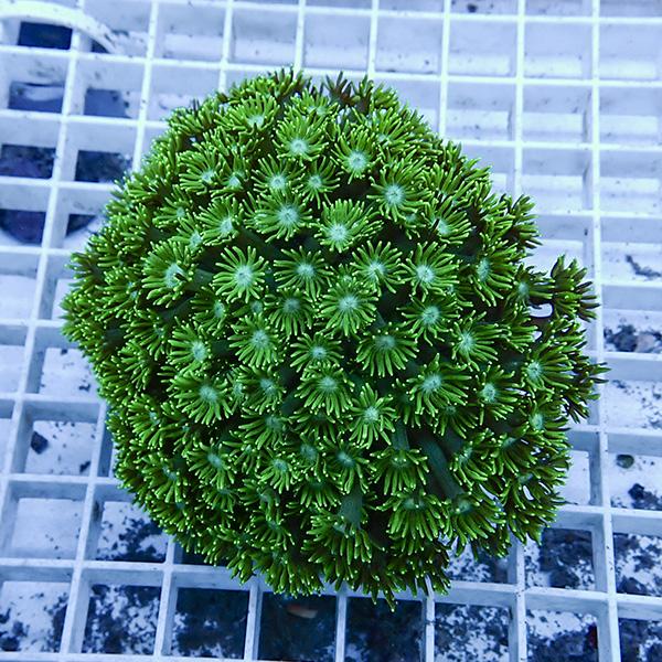 【サンゴ現物7】ハナガササンゴ!15時までのご注文で当日発送【サンゴ】(t140