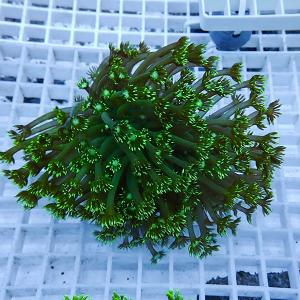 a4 | 海水魚通販はアクアギフト