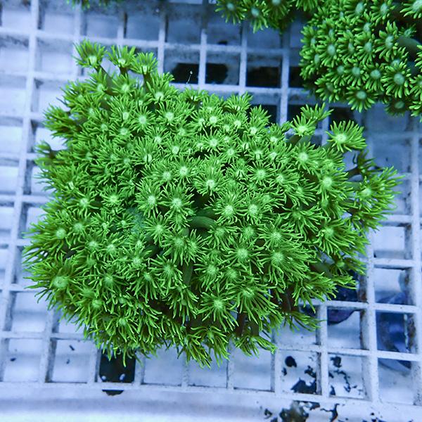 【サンゴ現物8】ハナガササンゴ!15時までのご注文で当日発送【サンゴ】(t140