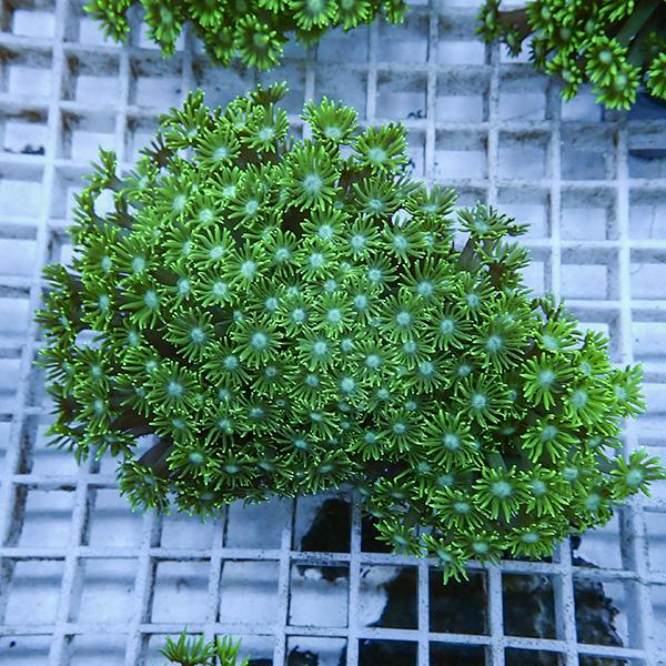 【サンゴ現物9】ハナガササンゴ !15時までのご注文で当日発送【サンゴ】(t140