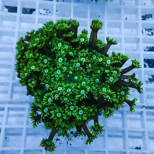 a4 | 海水魚通販はアクアギフト