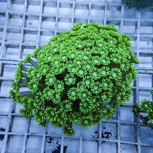 【サンゴ現物10】ハナガササンゴ!15時までのご注文で当日発送【サンゴ】(t140