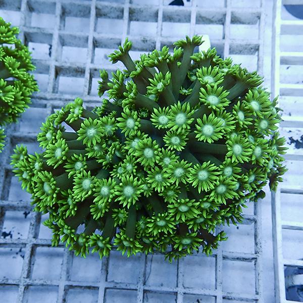 【サンゴ現物11】ハナガササンゴ!15時までのご注文で当日発送【サンゴ】(t140