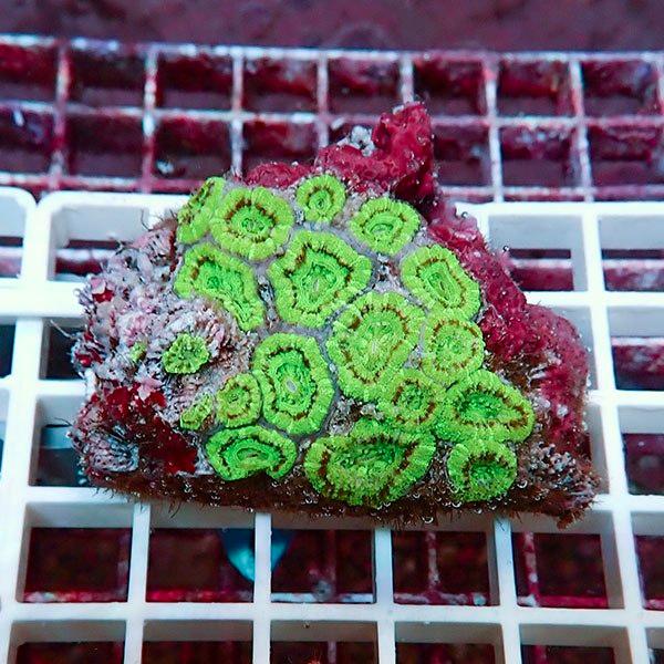 【サンゴ現物10】カクオオトゲキクメイシ! 15時までのご注文で当日発送 【サンゴ】(t139