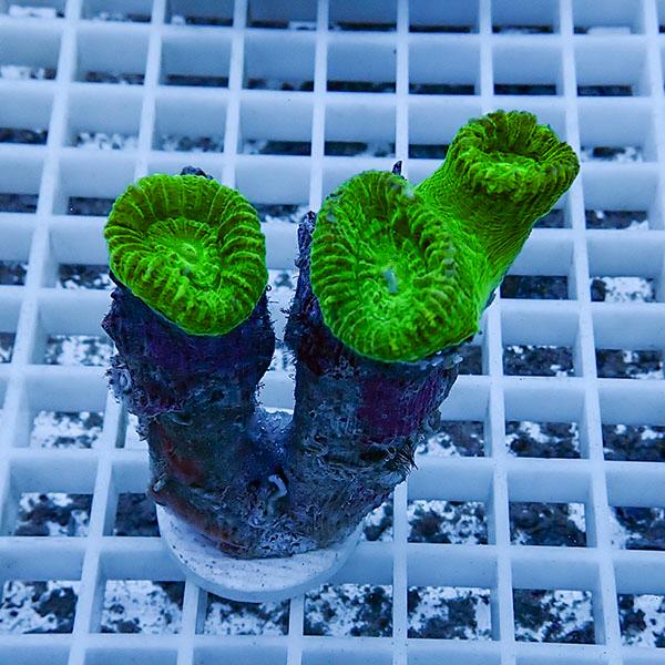 【サンゴ現物3】タバネサンゴ フラグ! 15時までのご注文で当日発送 【サンゴ】