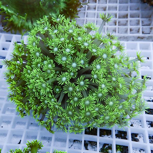 【サンゴ現物12】ハナガササンゴ!15時までのご注文で当日発送【サンゴ】(t140