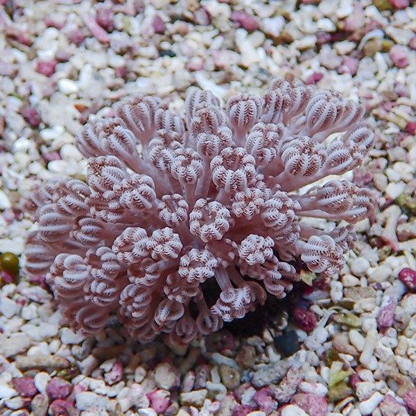 【サンゴ現物30】パクパクウミアザミ 6-5cm±!15時までのご注文で当日発送 【サンゴ】(t14...