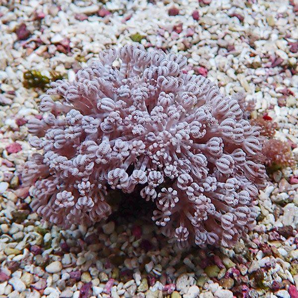 【サンゴ現物32】パクパクウミアザミ 9-7cm !15時までのご注文で当日発送 【サンゴ】(t14...