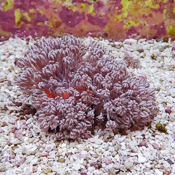 【サンゴ現物35】パクパクウミアザミ 10-8cm!15時までのご注文で当日発送 【サンゴ】(t14...