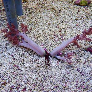 【サンゴ現物36】チヂミトサカ 20-7cm 沖縄産(B-2021) 海水魚 サンゴ 生体｜aquagift