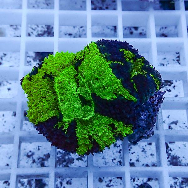 【サンゴ現物12】★ハナガタサンゴ !15時までのご注文で当日発送(t134