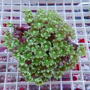 人気商品の サンゴ 海水魚 生体はアクアギフトにお任せ 生体 サンゴ 海水魚 サンゴ現物4 ツツウミヅタサンゴ B 98 観賞魚生体 Attorneyrick Com