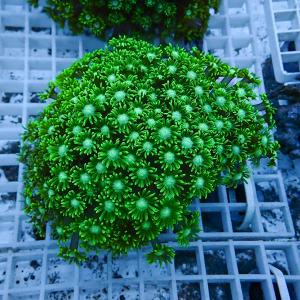 a4 | 海水魚通販はアクアギフト