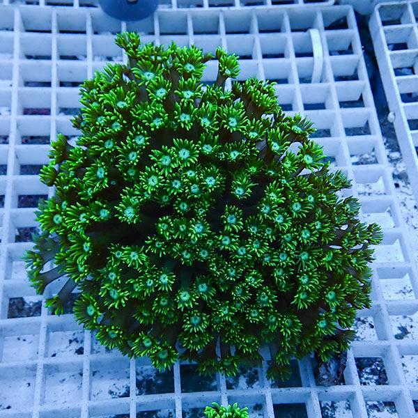 【サンゴ現物14】ハナガササンゴ!15時までのご注文で当日発送【サンゴ】(t140