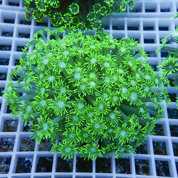 【サンゴ現物15】ハナガササンゴ!15時までのご注文で当日発送【サンゴ】(t140