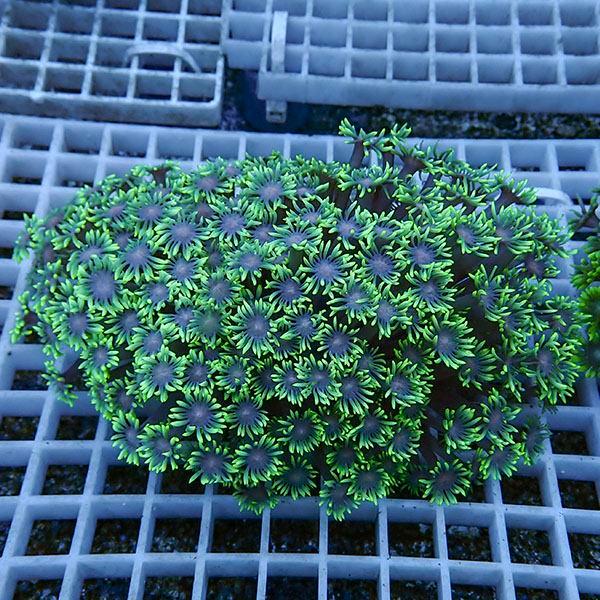 【サンゴ現物17】ハナガササンゴ!15時までのご注文で当日発送【サンゴ】(t140