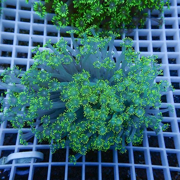 【サンゴ現物18】ハナガササンゴ!15時までのご注文で当日発送【サンゴ】(t140