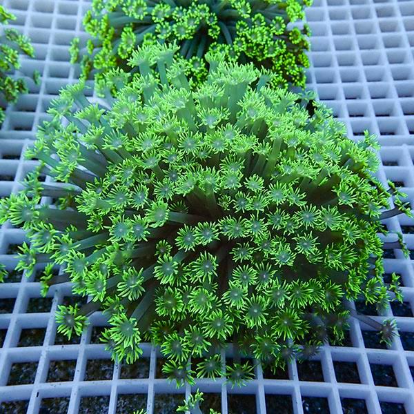 【サンゴ現物19】ハナガササンゴ!15時までのご注文で当日発送【サンゴ】(t140