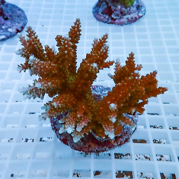 【サンゴ現物54】ブリードミドリイシ !15時までのご注文で当日発送 【ミドリイシ】(t214