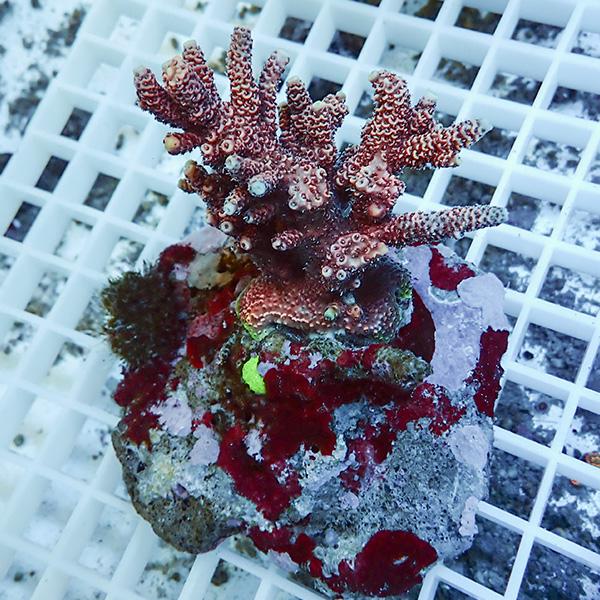 【サンゴ現物62】ブリードミドリイシ !15時までのご注文で当日発送 【ミドリイシ】(t214