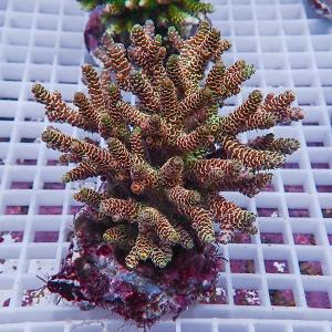 【サンゴ現物68】ブリードミドリイシ (B-2264) 海水魚 サンゴ 生体｜aquagift