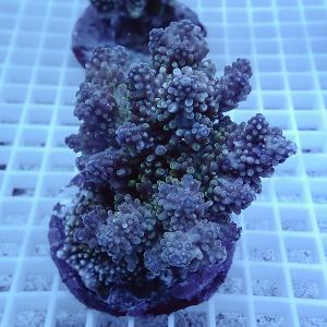 網目状の白いトレー上に置かれた、緑色のポリプが密に伸びる丸いサンゴ個体
