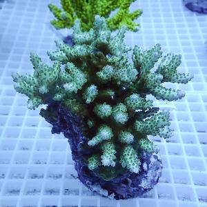 網目状の白いトレー上に置かれた、緑色のポリプが密に伸びる丸いサンゴ個体