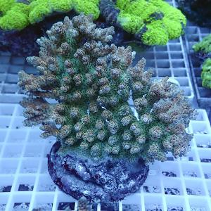 網目状の白いトレー上に置かれた、緑色のポリプが密に伸びる丸いサンゴ個体