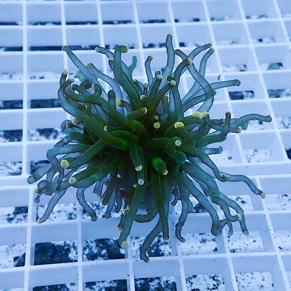 【サンゴ現物19】フラワーコーラルフラグ ! 15時までのご注文で当日発送【サンゴ】(t142